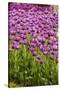 Bed of Purple Tulip Flowers-Richard T. Nowitz-Stretched Canvas