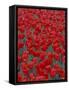 Bed of Red Tulips, Cincinatti, Ohio, USA-Adam Jones-Framed Stretched Canvas