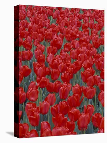 Bed of Red Tulips, Cincinatti, Ohio, USA-Adam Jones-Stretched Canvas