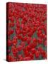 Bed of Red Tulips, Cincinatti, Ohio, USA-Adam Jones-Stretched Canvas