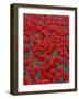 Bed of Red Tulips, Cincinatti, Ohio, USA-Adam Jones-Framed Photographic Print