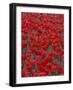 Bed of Red Tulips, Cincinatti, Ohio, USA-Adam Jones-Framed Photographic Print