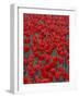 Bed of Red Tulips, Cincinatti, Ohio, USA-Adam Jones-Framed Photographic Print