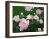 Bed of Roses, 2018,-Helen White-Framed Giclee Print