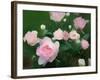 Bed of Roses, 2018,-Helen White-Framed Giclee Print