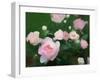 Bed of Roses, 2018-Helen White-Framed Giclee Print