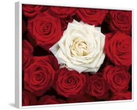 Bed of Roses (Red & White) Art Poster Print-null-Framed Mini Poster
