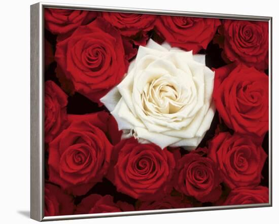 Bed of Roses (Red & White) Art Poster Print-null-Framed Mini Poster