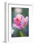 Bed of Tulips with Pink Tulips-Brigitte Protzel-Framed Photographic Print