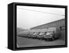 Bedford Delivery Lorries at the Danish Bacon Co, Kilnhurst, South Yorkshire, 1957-Michael Walters-Framed Stretched Canvas