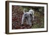 Bedlington Terrier 03-Bob Langrish-Framed Photographic Print