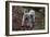 Bedlington Terrier 03-Bob Langrish-Framed Photographic Print