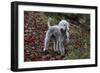 Bedlington Terrier 03-Bob Langrish-Framed Photographic Print