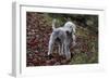 Bedlington Terrier 03-Bob Langrish-Framed Photographic Print