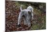 Bedlington Terrier 03-Bob Langrish-Mounted Photographic Print