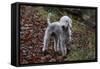 Bedlington Terrier 03-Bob Langrish-Framed Stretched Canvas