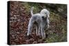 Bedlington Terrier 03-Bob Langrish-Stretched Canvas