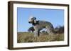 Bedlington Terrier 17-Bob Langrish-Framed Photographic Print