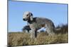 Bedlington Terrier 17-Bob Langrish-Mounted Photographic Print