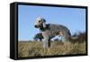 Bedlington Terrier 17-Bob Langrish-Framed Stretched Canvas