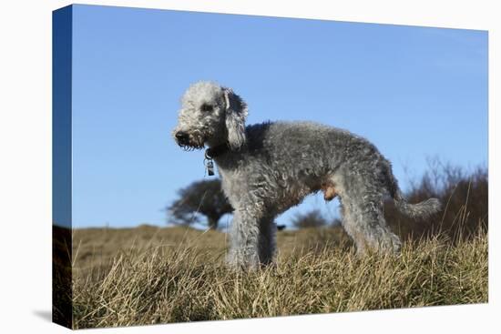 Bedlington Terrier 17-Bob Langrish-Stretched Canvas