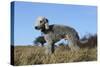 Bedlington Terrier 17-Bob Langrish-Stretched Canvas