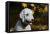 Bedlington Terrier 20-Bob Langrish-Framed Stretched Canvas