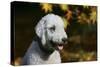 Bedlington Terrier 20-Bob Langrish-Stretched Canvas