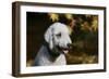 Bedlington Terrier 20-Bob Langrish-Framed Photographic Print