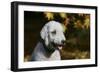 Bedlington Terrier 20-Bob Langrish-Framed Photographic Print