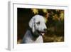 Bedlington Terrier 20-Bob Langrish-Framed Photographic Print