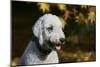 Bedlington Terrier 20-Bob Langrish-Mounted Photographic Print
