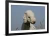 Bedlington Terrier 24-Bob Langrish-Framed Photographic Print