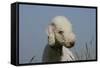 Bedlington Terrier 24-Bob Langrish-Framed Stretched Canvas