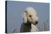 Bedlington Terrier 24-Bob Langrish-Stretched Canvas