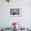 Bedlington Terrier 24-Bob Langrish-Framed Photographic Print displayed on a wall