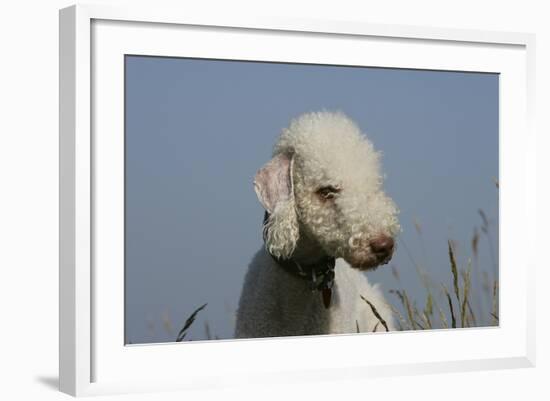 Bedlington Terrier 24-Bob Langrish-Framed Photographic Print