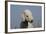 Bedlington Terrier 24-Bob Langrish-Framed Photographic Print