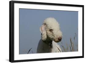 Bedlington Terrier 24-Bob Langrish-Framed Photographic Print