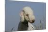 Bedlington Terrier 24-Bob Langrish-Mounted Photographic Print