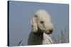 Bedlington Terrier 24-Bob Langrish-Stretched Canvas