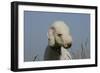 Bedlington Terrier 24-Bob Langrish-Framed Photographic Print