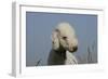 Bedlington Terrier 24-Bob Langrish-Framed Photographic Print