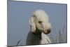 Bedlington Terrier 24-Bob Langrish-Mounted Photographic Print