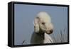 Bedlington Terrier 24-Bob Langrish-Framed Stretched Canvas