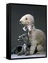 Bedlington Terrier Dogs-null-Framed Stretched Canvas