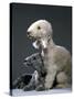 Bedlington Terrier Dogs-null-Stretched Canvas