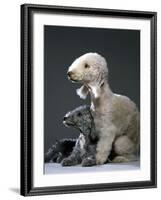 Bedlington Terrier Dogs-null-Framed Photographic Print