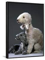 Bedlington Terrier Dogs-null-Framed Photographic Print