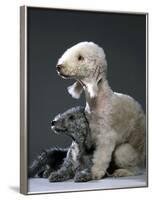 Bedlington Terrier Dogs-null-Framed Photographic Print